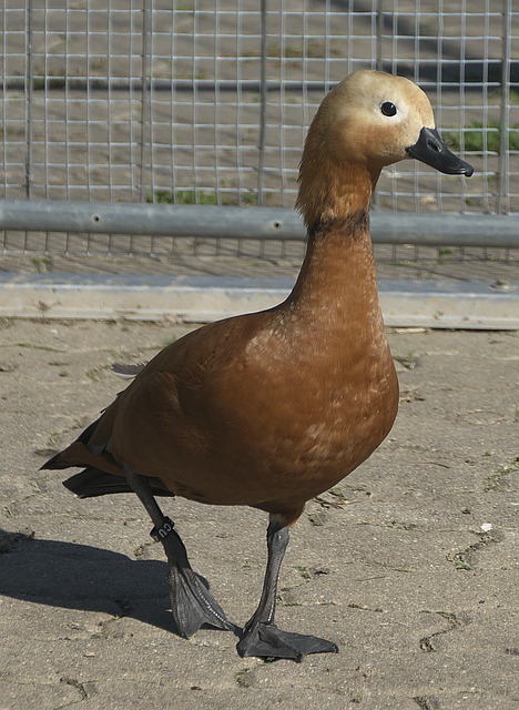 兰对阵尤文